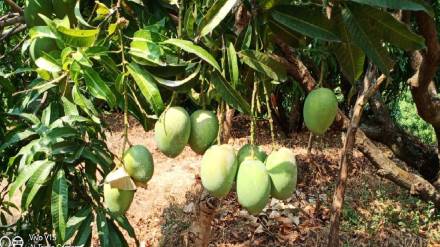 price of Hapus high in the local market