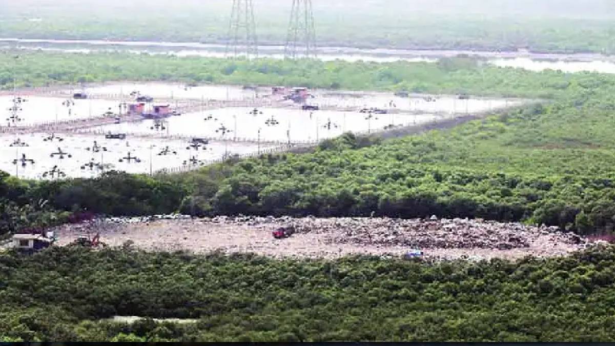Vashi village navi mumbai work begins on establishing new mangrove area ten acres of land