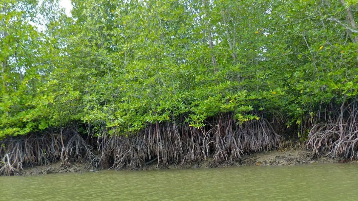 Degradation of mangrove forests for land grabbing