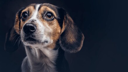 government paid cremation ground dead pets