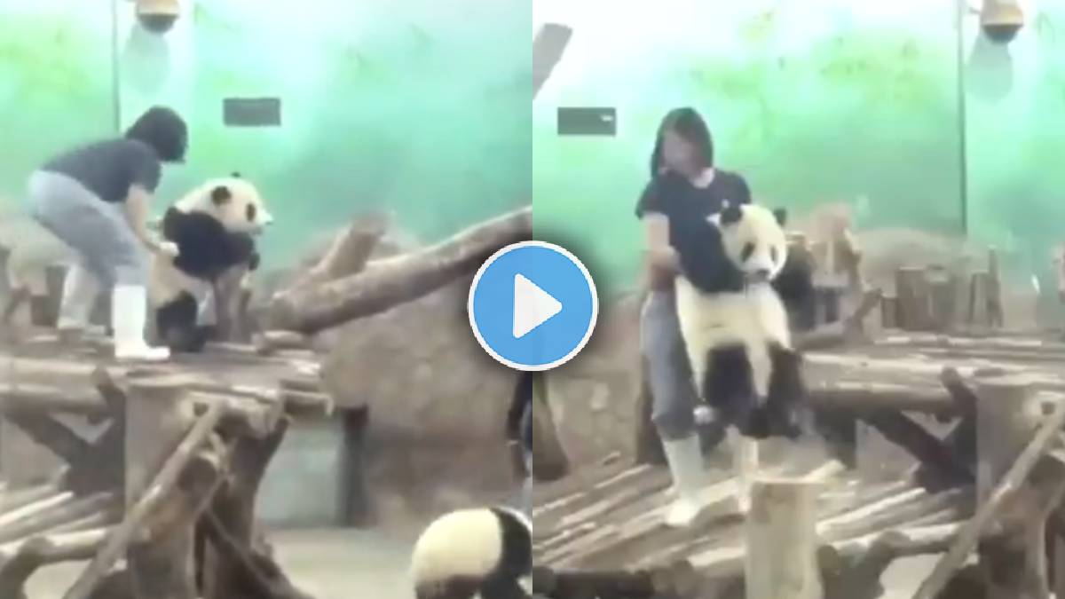 panda viral video