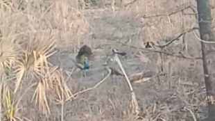 peacocks seen during morning walk in kalyan