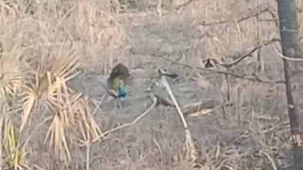 peacocks seen during morning walk in kalyan