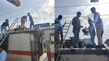 Peacock dies after coming into contact with overhead wires