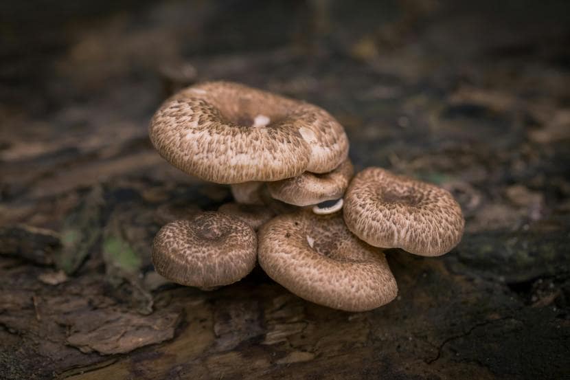 Is Mushroom Vegetarian or Non-Vegetarian? Myths and Facts Explained