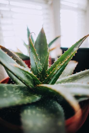 Make These 8 Natural Face Cleansers at Home for Healthy and Glowing Skin