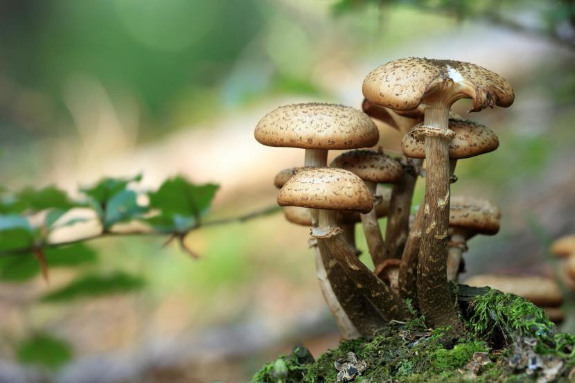 Is Mushroom Vegetarian or Non-Vegetarian? Myths and Facts Explained