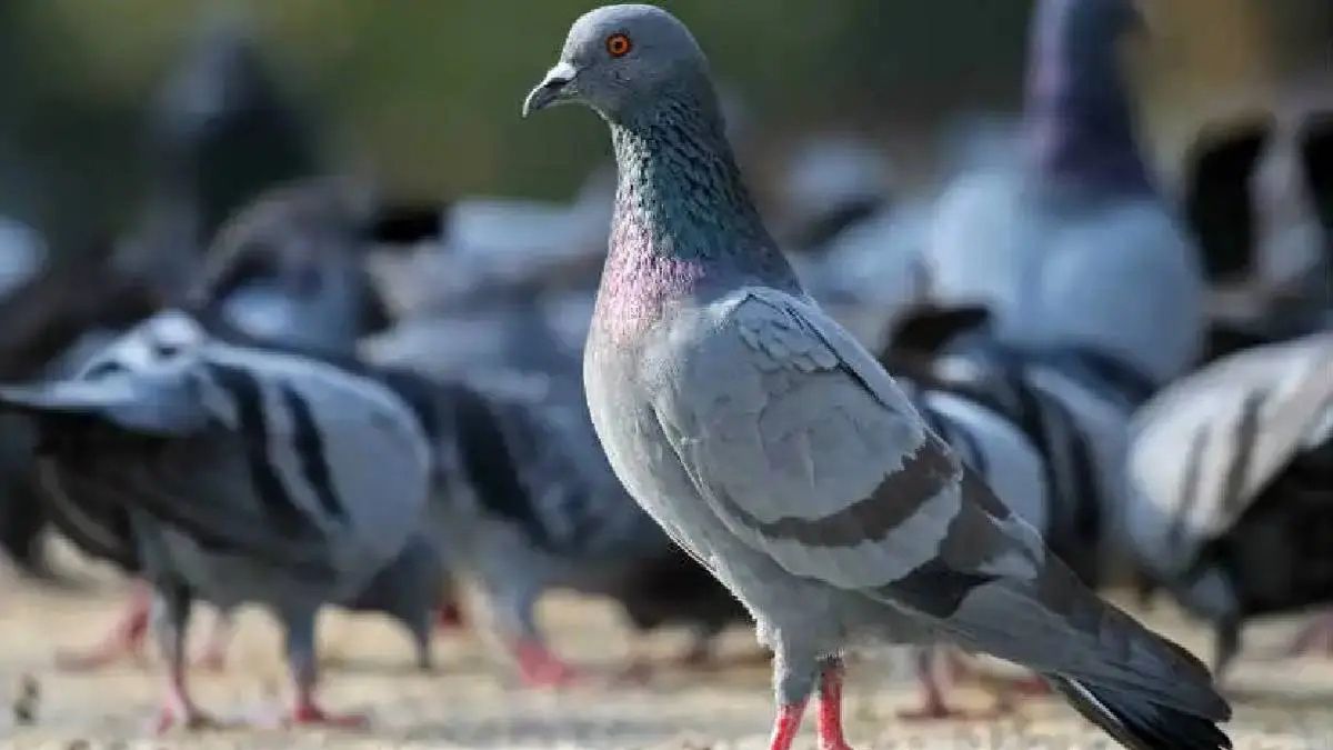 Mumbai Municipal Corporations not yet taken any decision on demand to remove pigeon houses