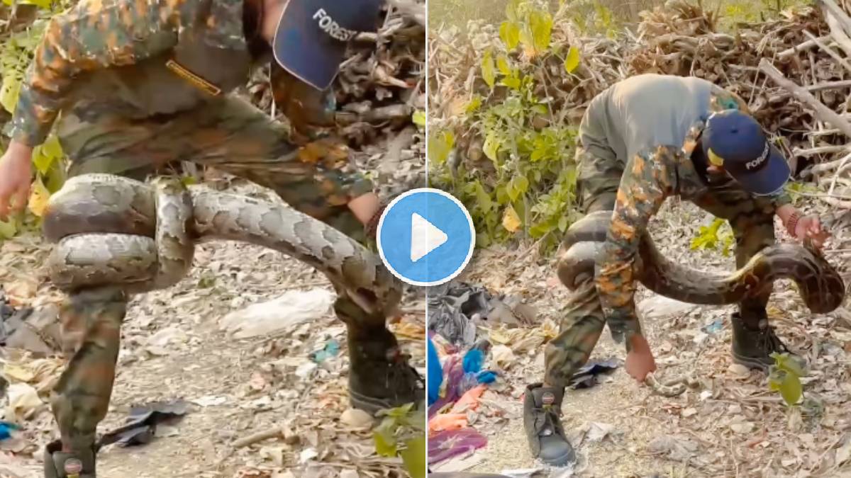 python rescued video viral
