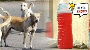 red bottle dog fear