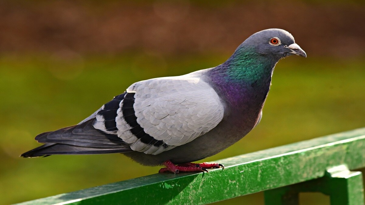 Mumbai, pigeons, municipal regulations,