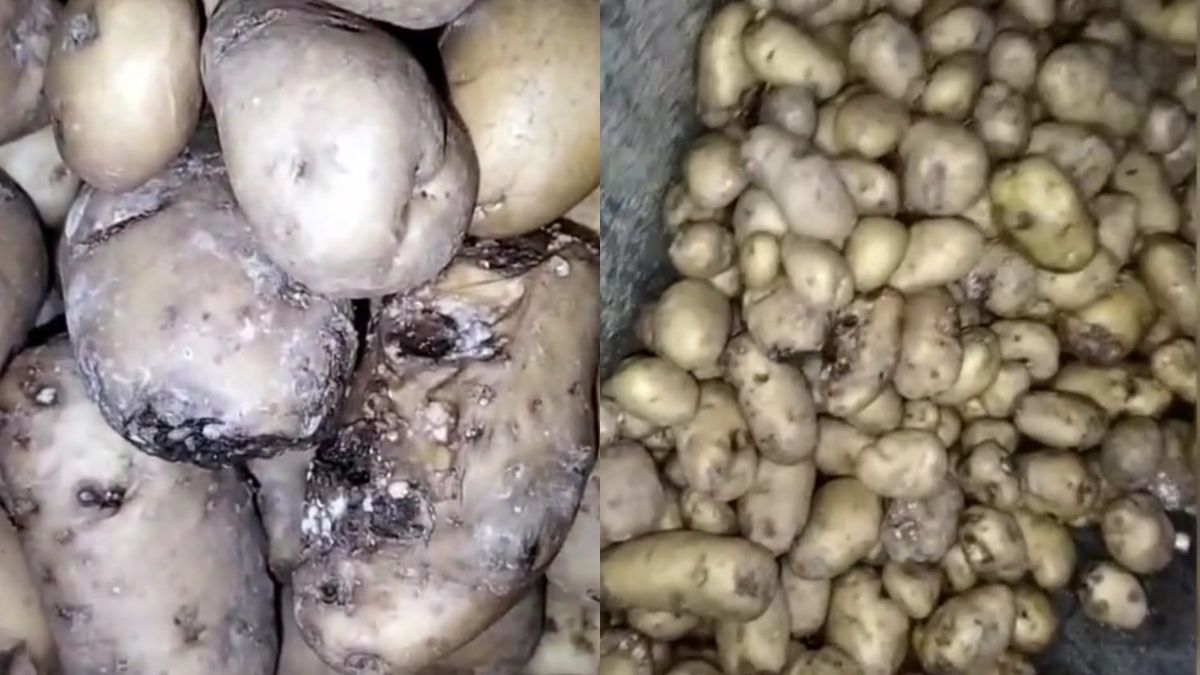 samosas made by rotten potato in Galegaon Kalyan