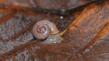 unique snail found in Kolhapur