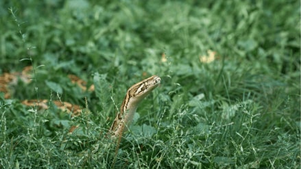 best plants to keep snakes away