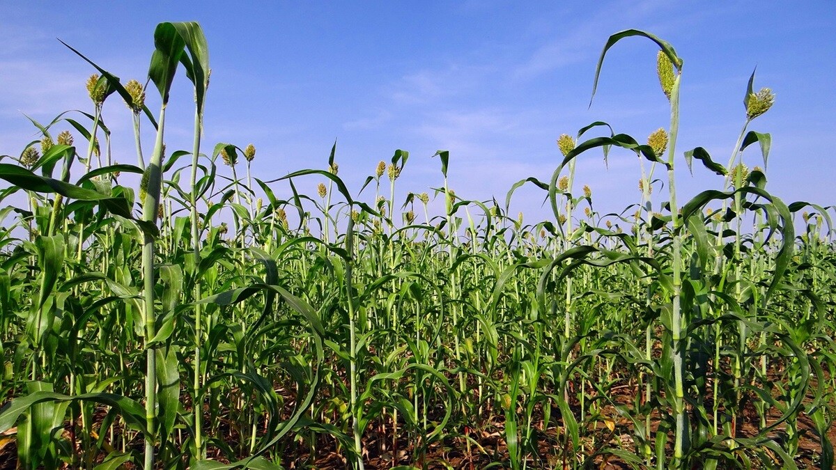 Jowar cheaper, Jowar , Jowar price, loksatta news,
