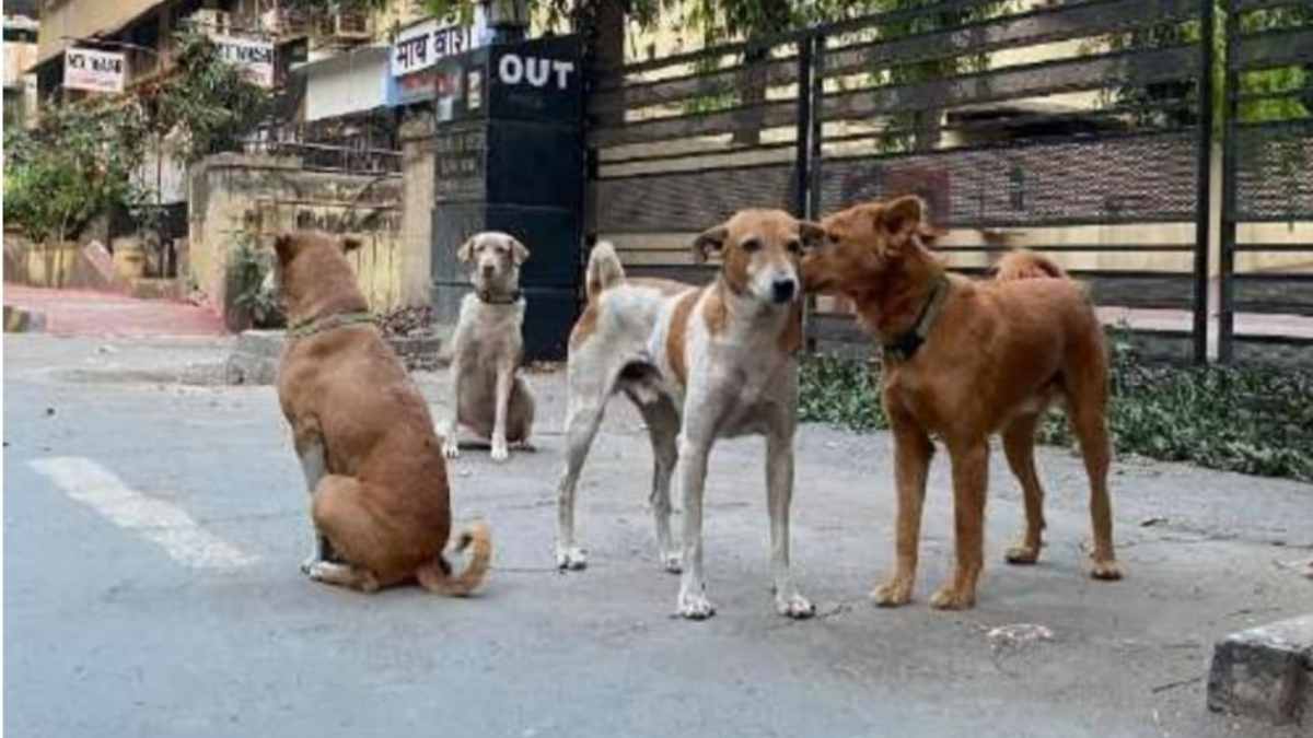 dog sterilization in Ulhasnagar news in marathi