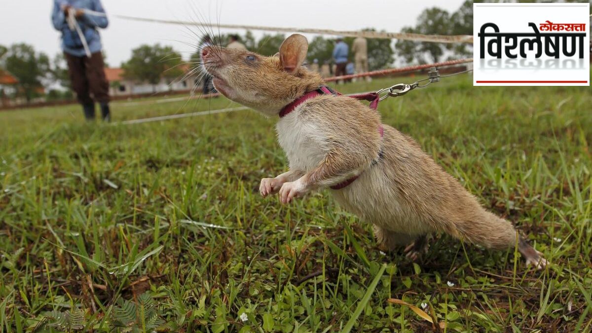 superhero rat who detected 100 landmines