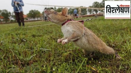 superhero rat who detected 100 landmines