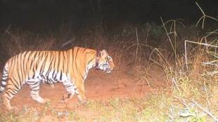 couple attacked by tiger in sakoli taluka