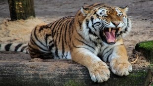 Chandrapur, tiger attack , Talodhi forest area,
