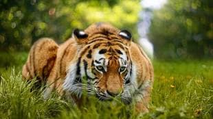 human wildlife conflict in bhandara