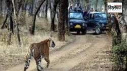 रणथंबोर अभयारण्यात ७ वर्षीय मुलाचा वाघाने घेतला बळी… जंगल क्षेत्रातील धार्मिक पर्यटन कारणीभूत?