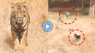 Viral Video of Tiger chased Dog in Tadoba