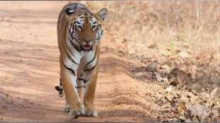 Tiger dies in Tadoba nagpur news