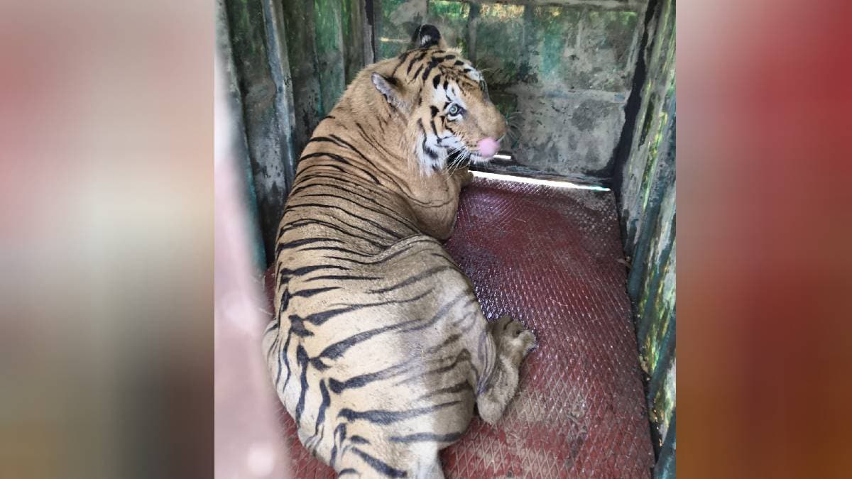 Chandrapur Forest Department succeeded in imprisoning a tiger