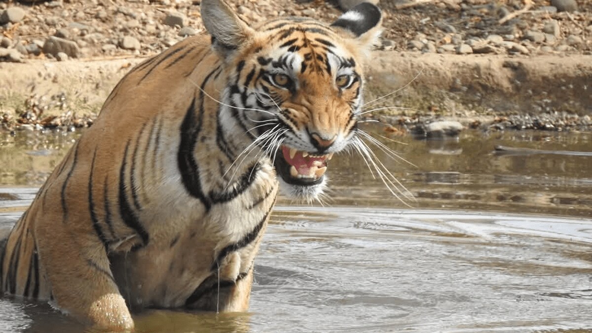 tigress and her three cubs seen in Samudrapur, Khursapar, and Girad wardha Forest officers informed village about safety measures