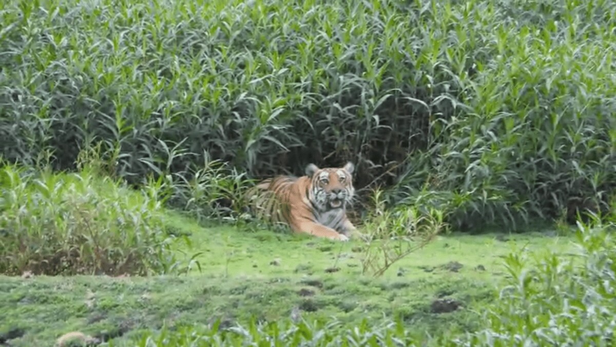 tigress , Melghat, Tourists , loksatta news,