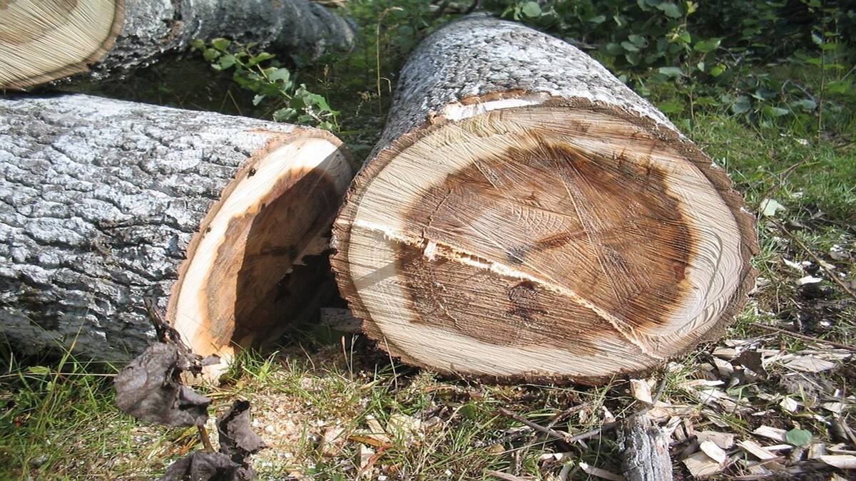 Heritage tree scam, Thane, construction projects,