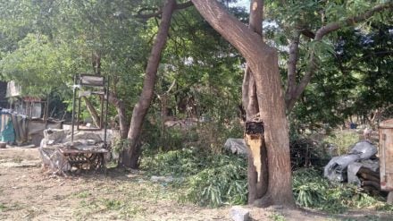Woman on bike dies after falling tree branch
