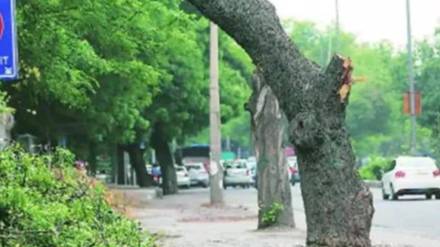 tree trimming by BMC parks department ahead of monsoon