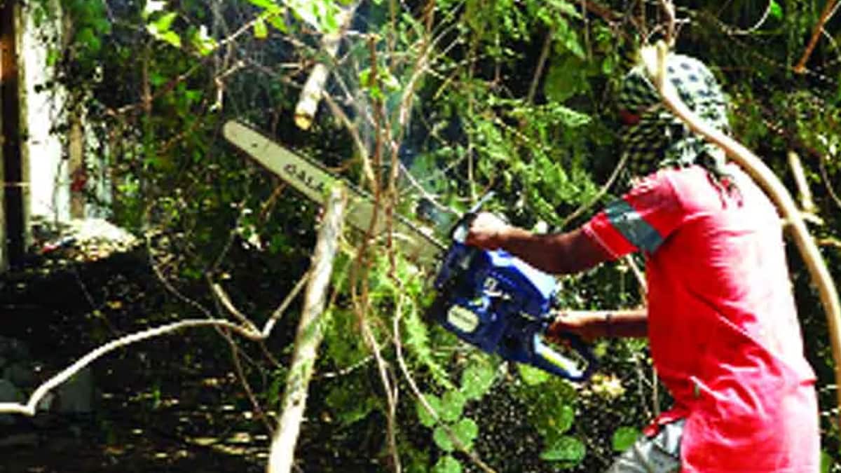 Illegal tree cutting in the Gangapur Road area nashik environmentalists allege the activity is suspicious