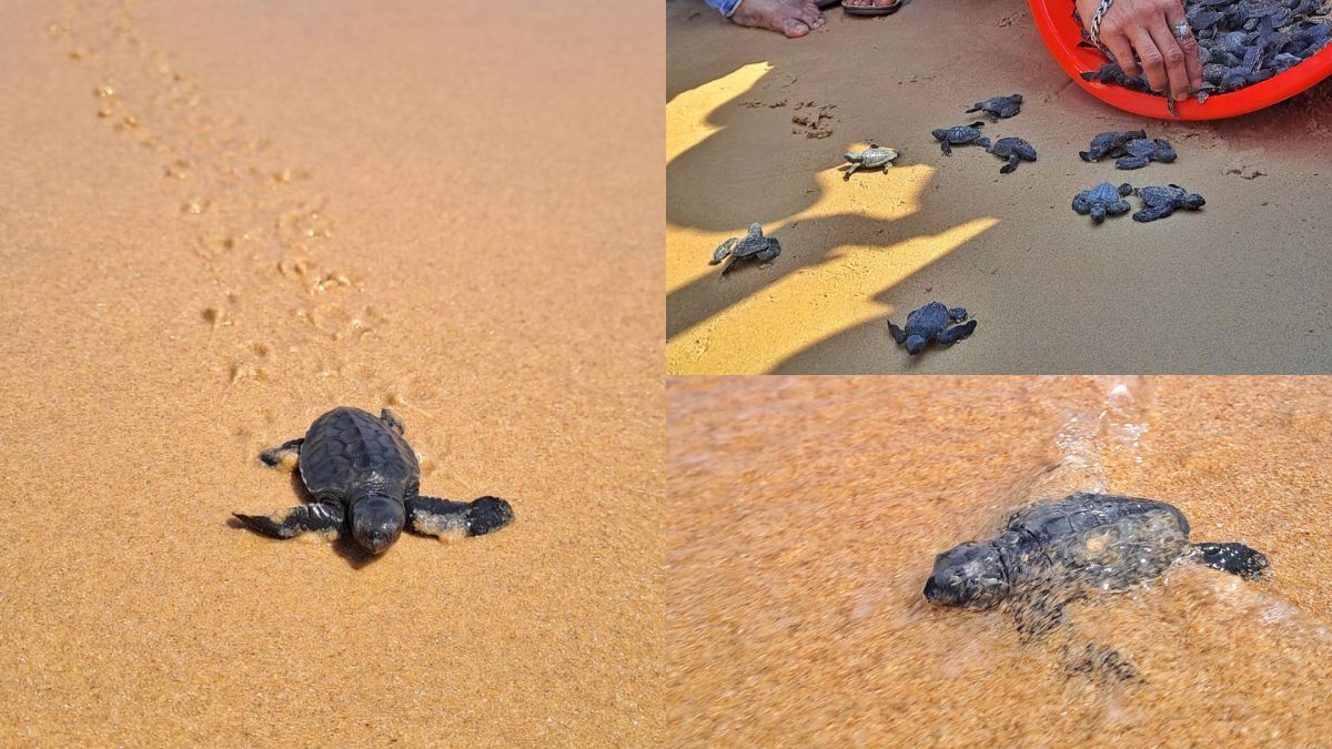 Turtle Festival Olive Ridley sea turtle nesting season is currently underway