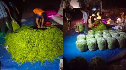 Farmers in rural areas of palghar get good income from vegetable farming