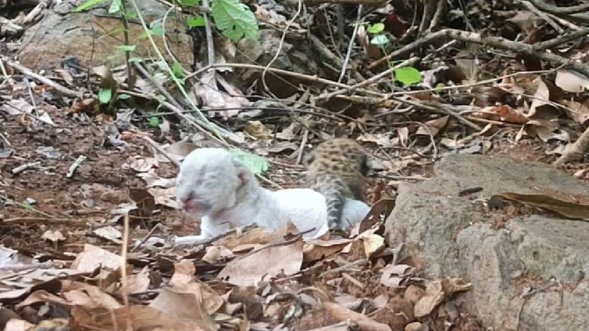 White leopard cub found in Ratnagiri Konkan