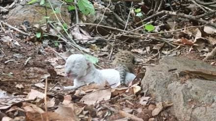 White leopard cub found in Ratnagiri Konkan