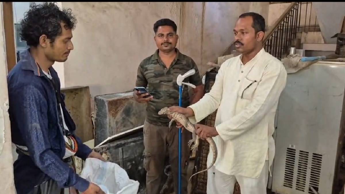 monitor lizard found in Chandrapur District Consumer Court was rescued wildlife friends