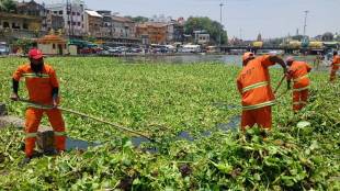 Sanitation workers are having to remove the leaf vines stuck in various places in the Godavari riverbed in Gangapur Nashik