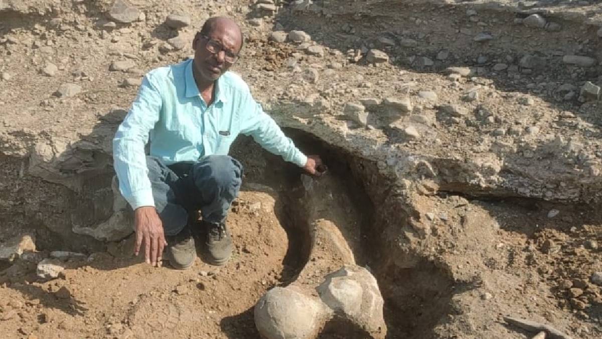 Rare stegadon elephant fossil found in wardha painganga river