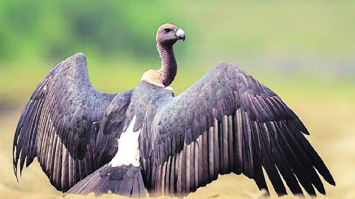 34 vultures have been handed over from Pinjor to the Maharashtra Forest Department for the Tadoba, Melghat and Pench projects