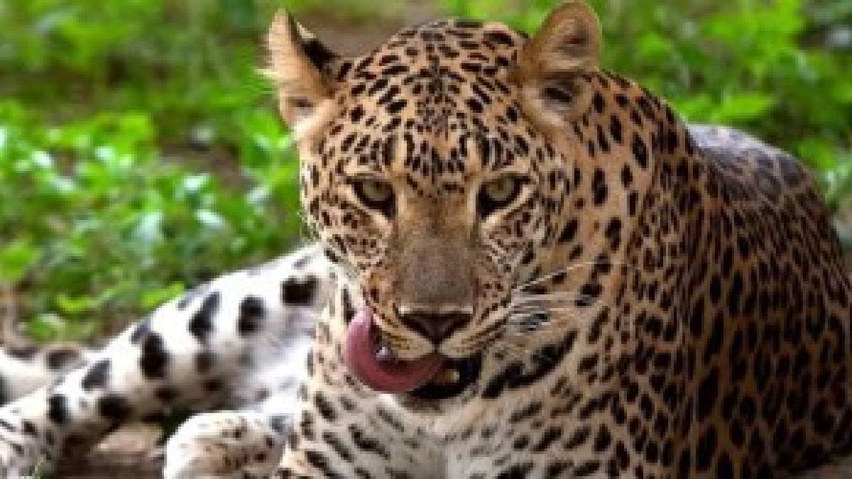 leopard injured by vehicle near itkare on Pune bengaluru highway shifted to Pune hospital