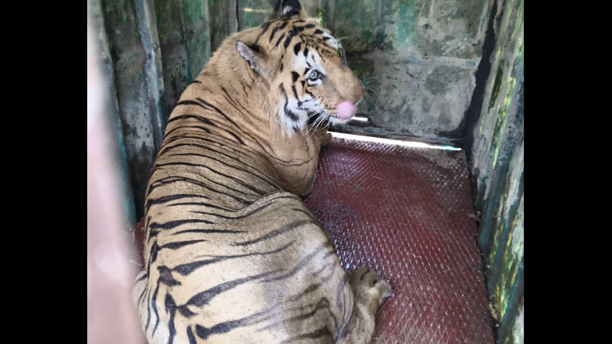 Chandrapur forest department succeeded in capturing a tiger in brahmapuri forest area