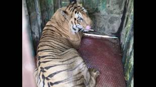 Chandrapur forest department succeeded in capturing a tiger in brahmapuri forest area