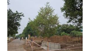 The Mahabaleshwar Mahaparaytan Utsav is being hampered by road repairs