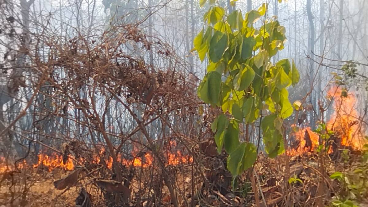 Man made fires are causing extensive damage to forest resources in Kasa Palghar district