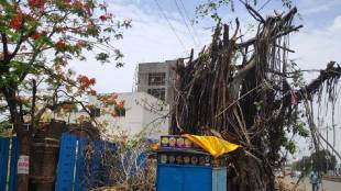 less number trees become main reasons for the rising temperatures in Amravati city