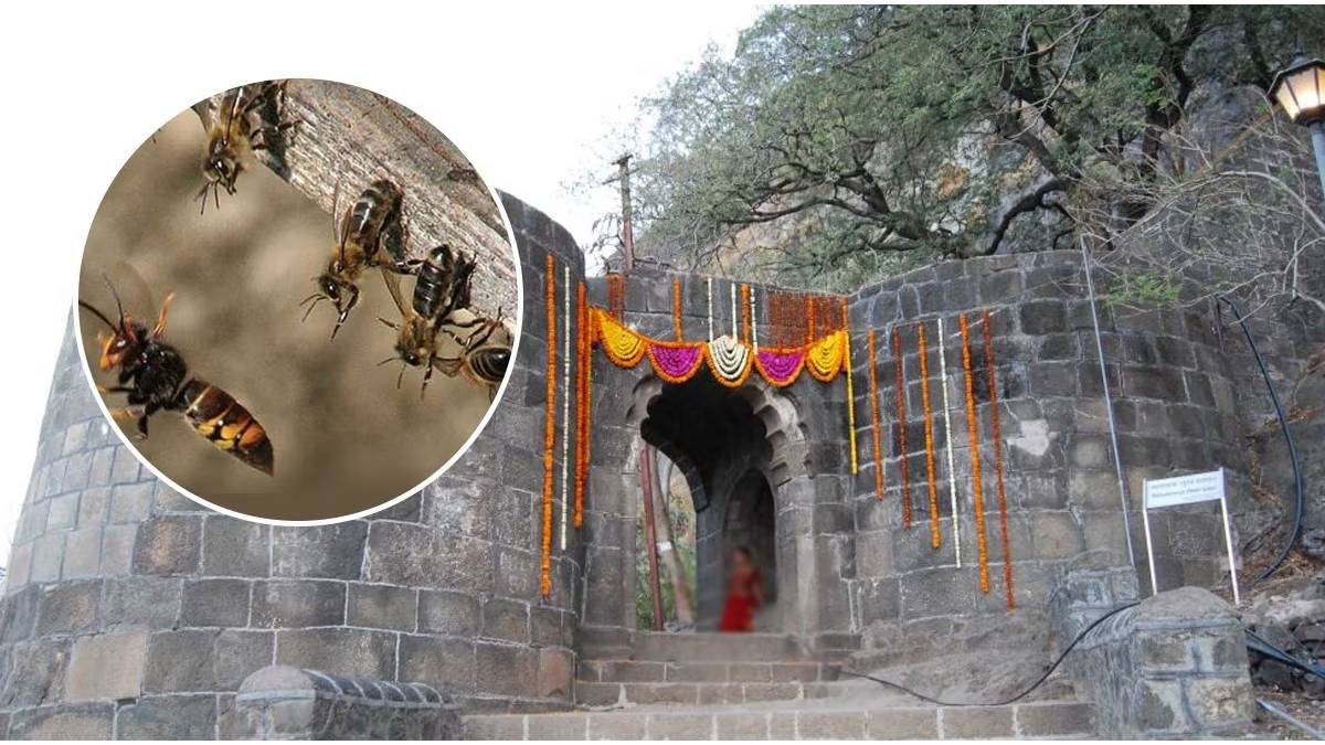Sixteen tourists, including five children, were injured in a bee attack at Shivneri Fort